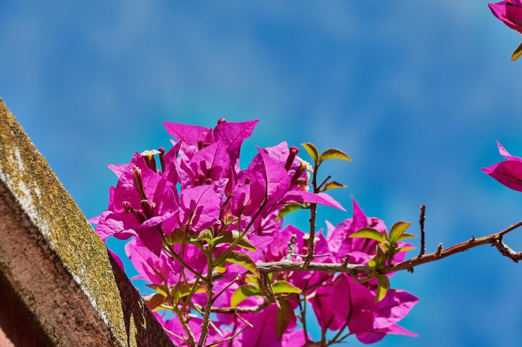 Bouganville che non fiorisce? Ecco l’errore che rovina tutto