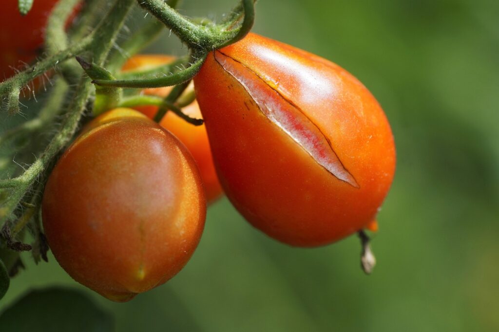 La pianta che protegge i pomodori dalle malattie: incredibile ecco dove piantarla
