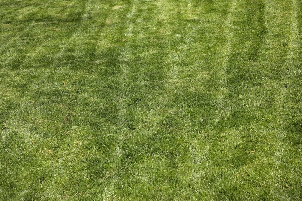 Erba secca? ecco cosa devi fare per un prato verde e rigoglioso