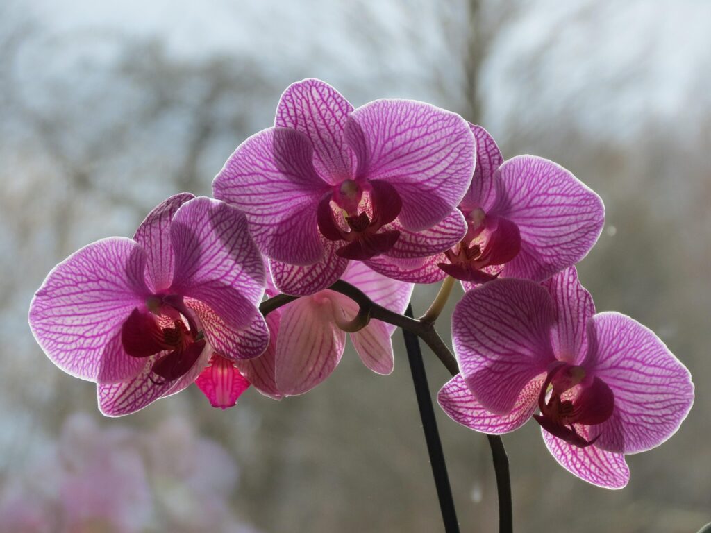 Come annaffiare le orchidee con il metodo giapponese per mantenerle in fiore