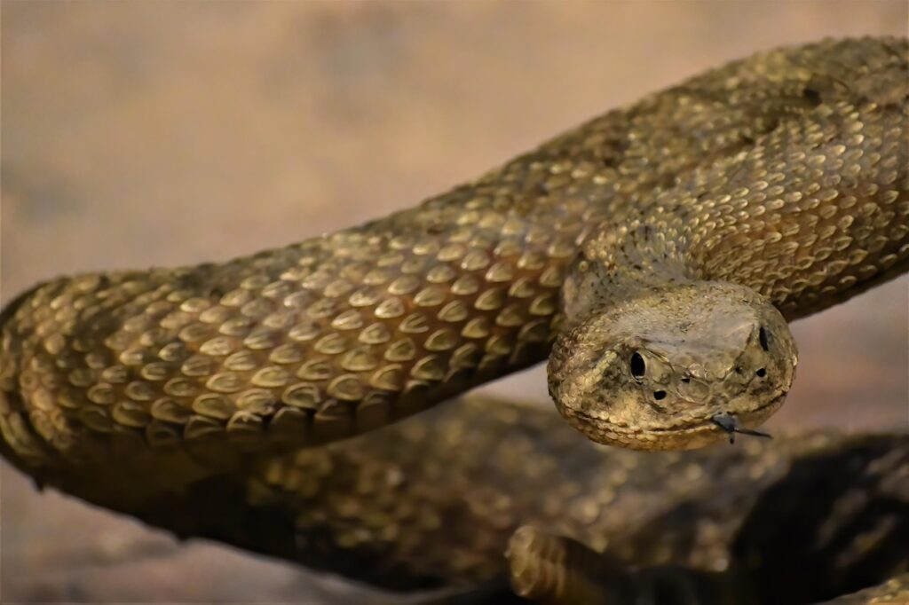 Come riconoscere una vipera in giardino e cosa fare per evitare morsi o rischi