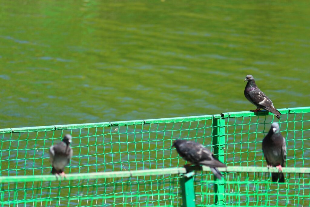 Piccioni sulla ringhiera: spruzza acqua e peperoncino, non torneranno più
