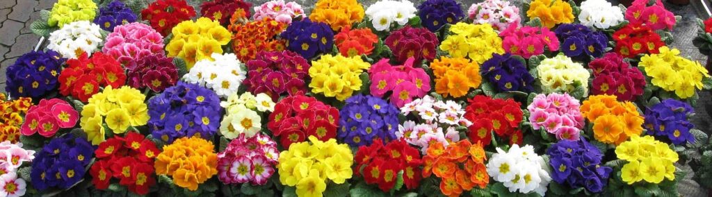 Fioritura: il trucco per avere fiori bellissimi e duraturi