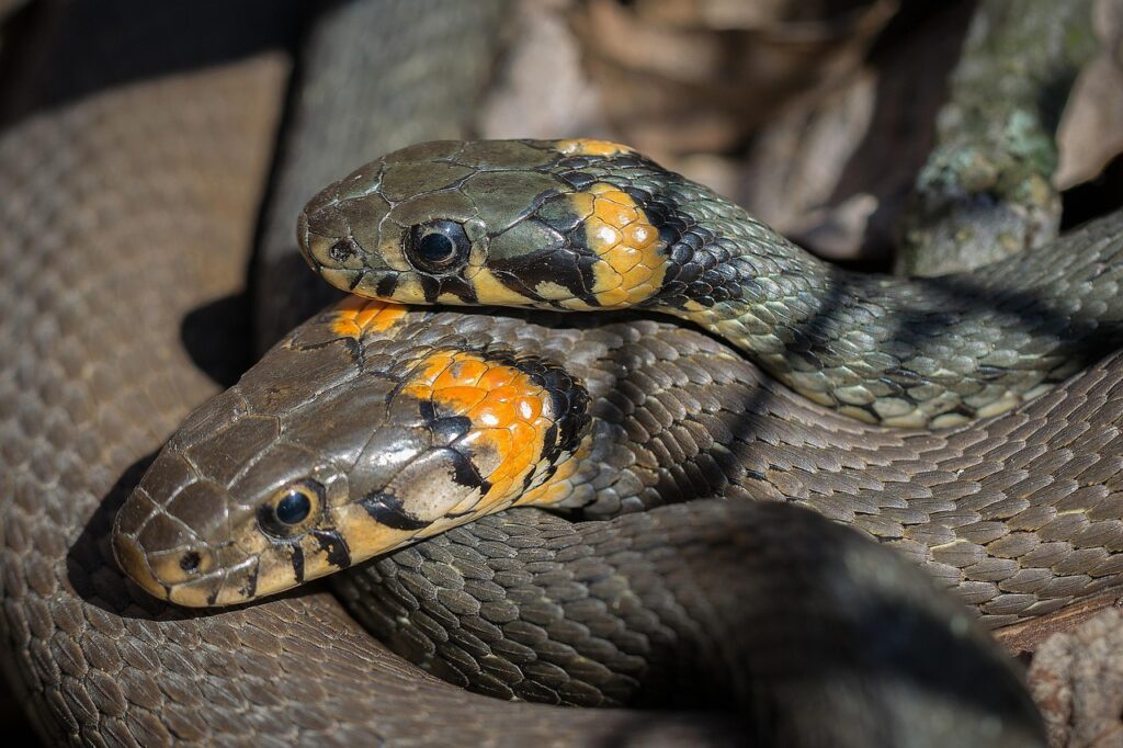 Come riconoscere una vipera in giardino e cosa fare subito se la incontri