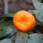 Mandarino in fase di potatura per garantire fruttificazione annuale.