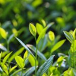 Tazza di tè verde accanto a piante verdi, suggerendo l'uso del tè per rinvigorirle.