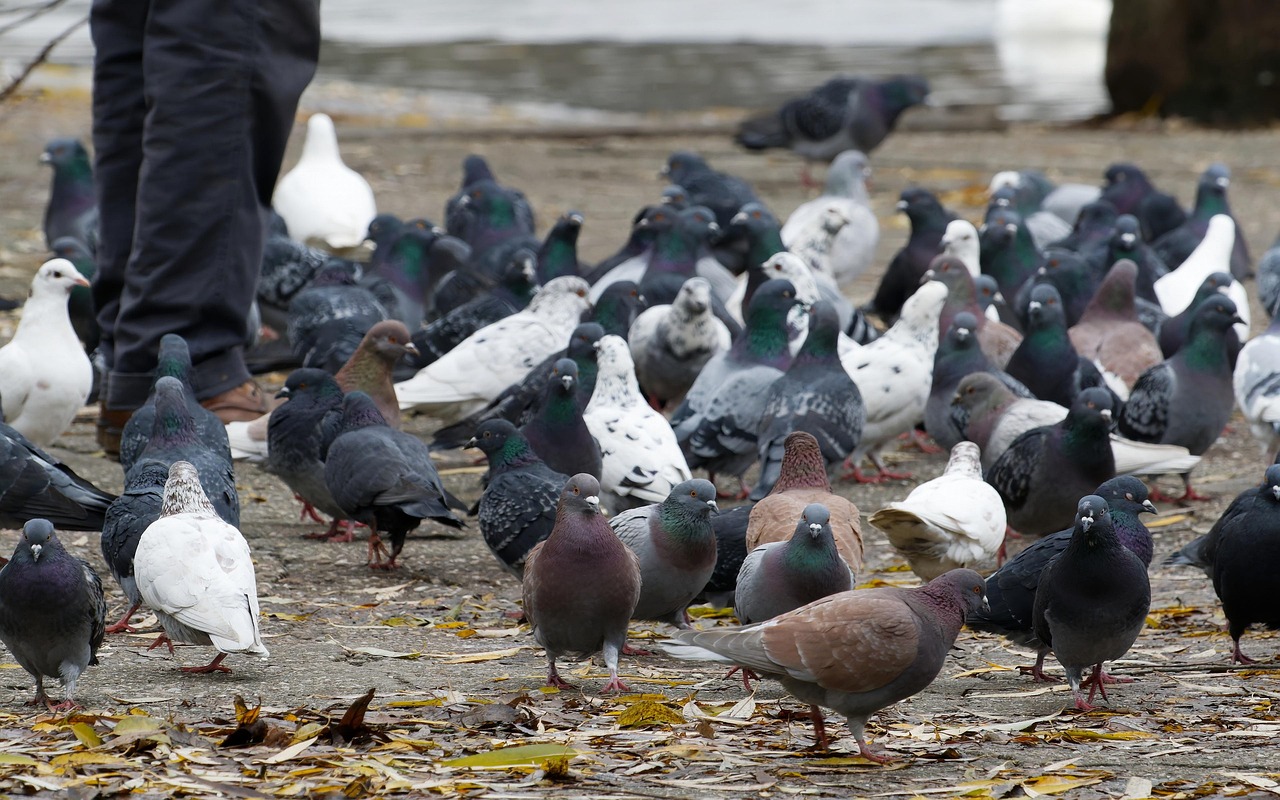 Piccione che osserva un giardino decorato con colori vivaci per allontanarlo.