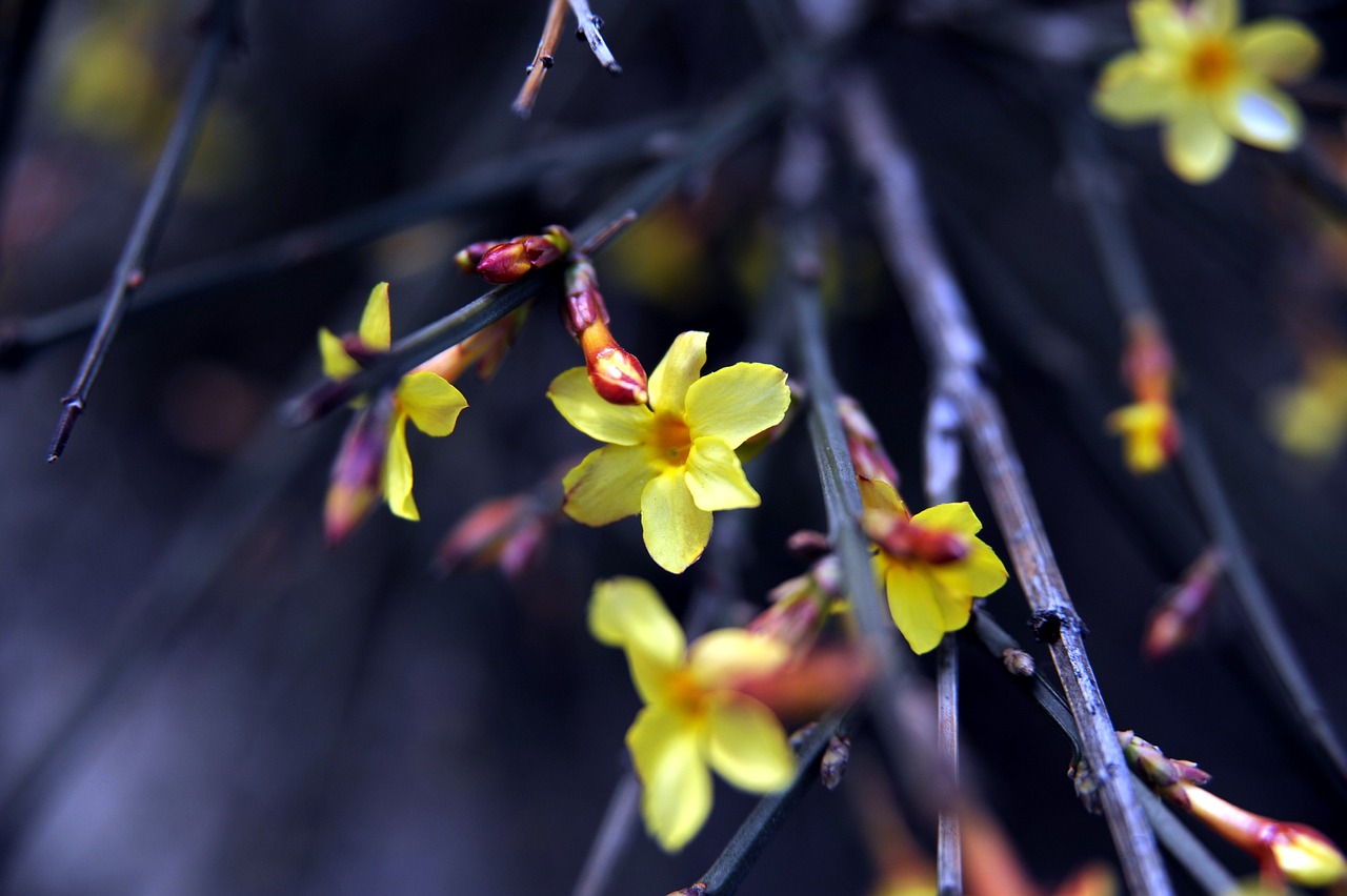 Fiore profumato dai colori vivaci, ideale da piantare in primavera per fioriture fino a novembre.