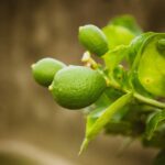 Limone in vaso con foglie verdi, illustrando le tecniche di annaffiatura per la salute delle radici.