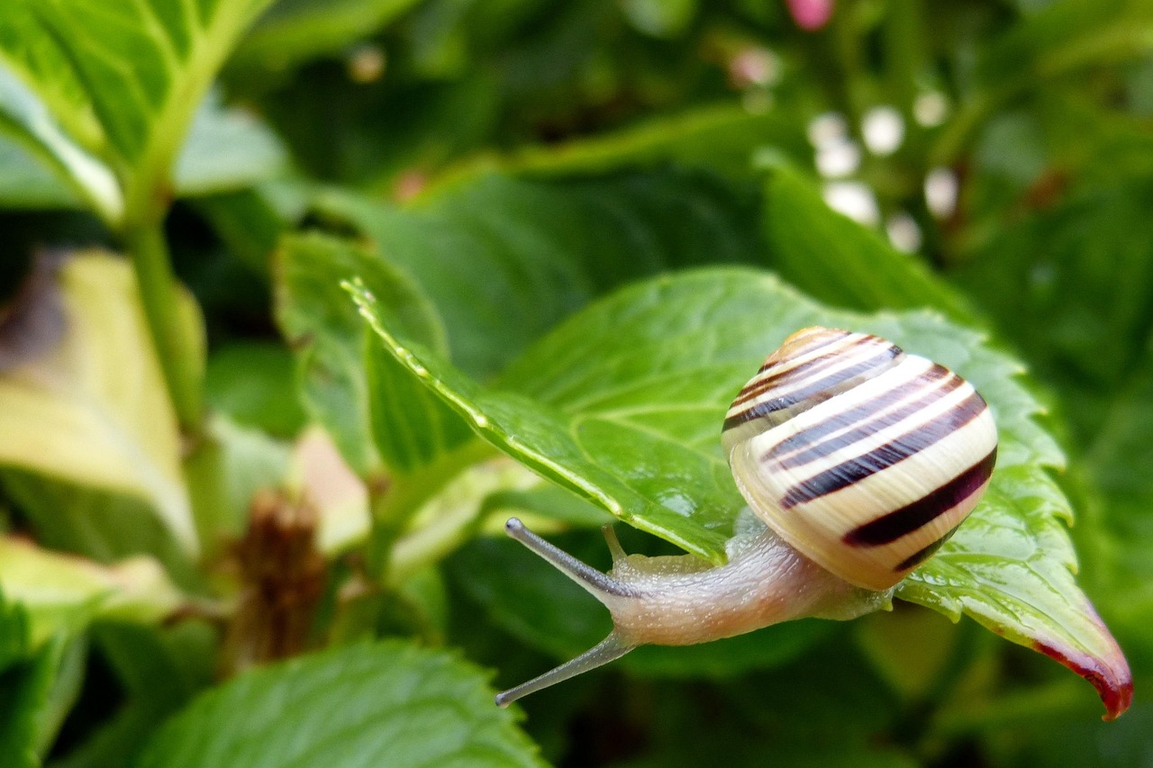 Lumaca su un foglia verde, simbolo della lotta ecologica contro i parassiti in giardino.