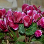 Ciclamino in fiore con gocce d'acqua, simbolo di cura e innaffiatura corretta.