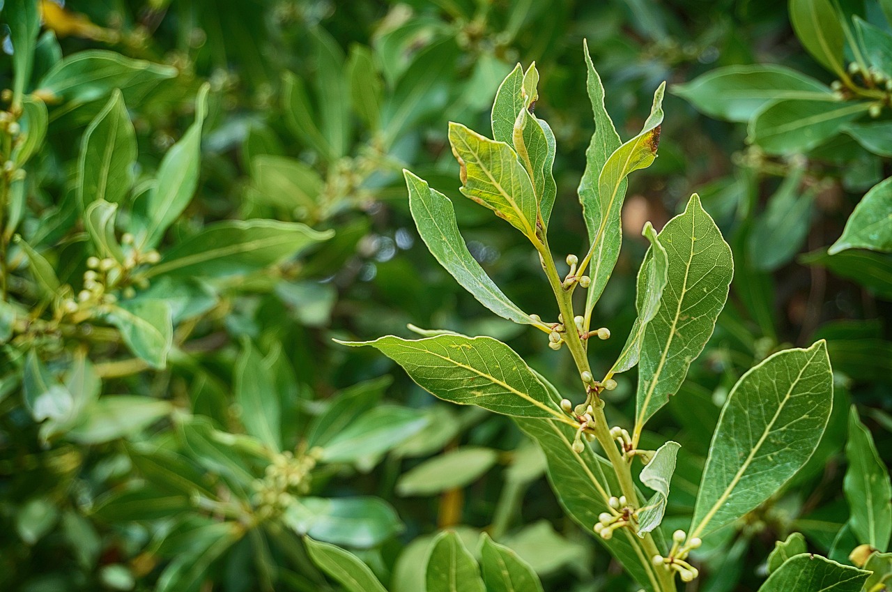 Ramo di alloro verde rigoglioso, simbolo di freschezza e benefici nel giardino.