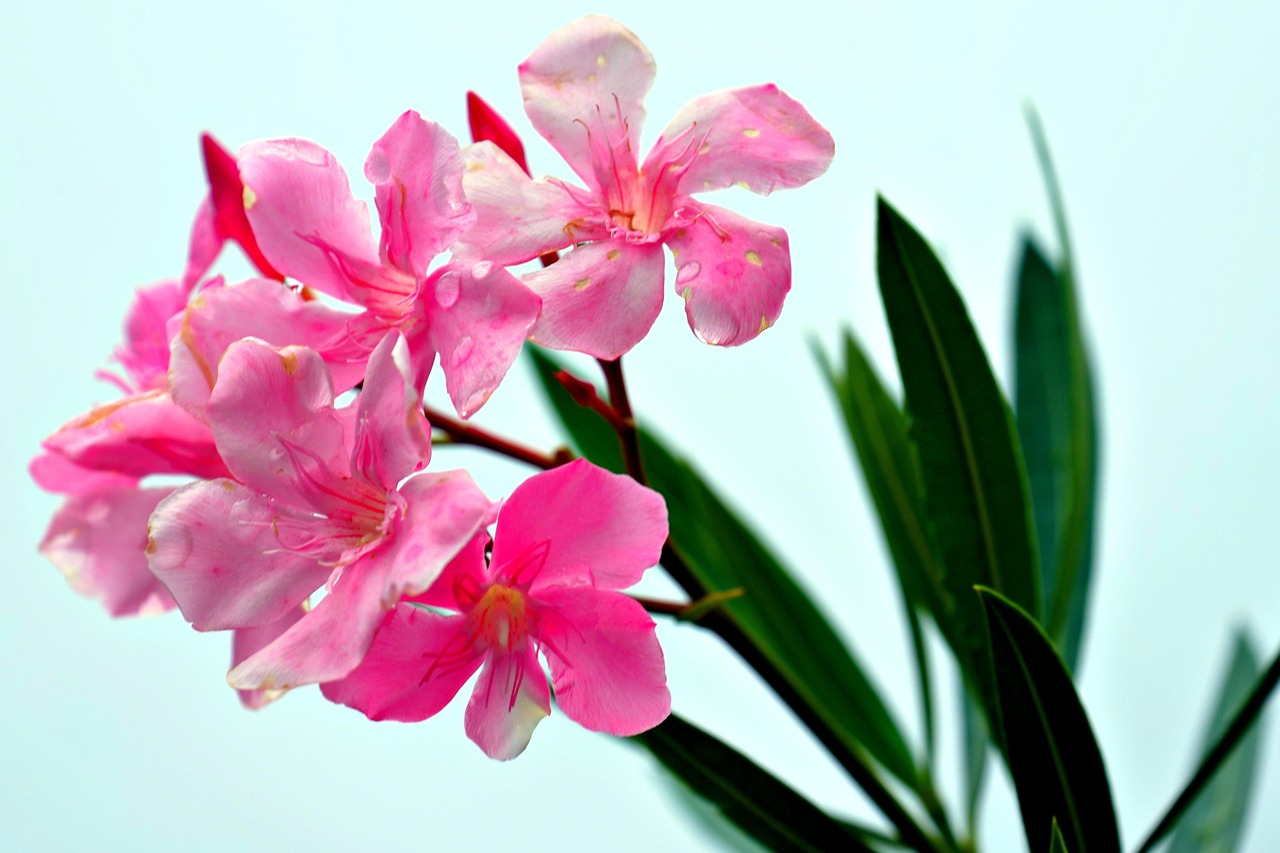 Oleandro in fiore, con fiori colorati e foglie verdi, simbolo di abbondanza e bellezza.