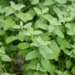 Pianta repellente per cimici posizionata accanto a piante di pomodoro in un orto.