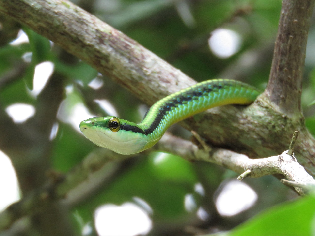 Serpente verde nascosto tra le foglie in un giardino, scoperto durante un'esplorazione.