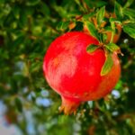 Melograno in fiore con frutti in fase di sviluppo, ideale per illustrare il periodo di potatura.
