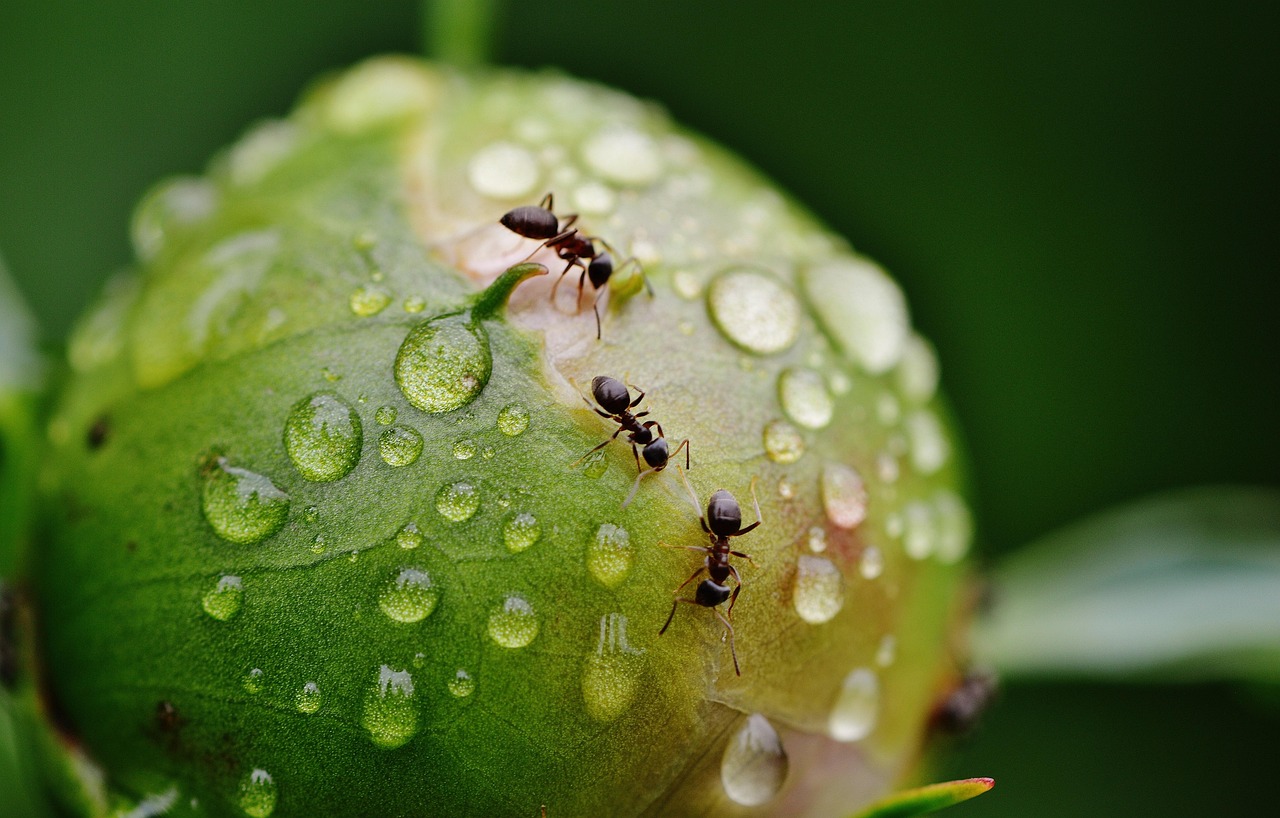Formiche che affollano un giardino, evidenziando un errore comune di cura delle piante.