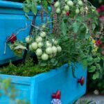 Pianta repellente per cimici posizionata accanto a pomodori nel giardino.