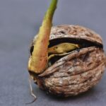 Seme di avocado in fase di germinazione con radici visibili in un vaso di terra.