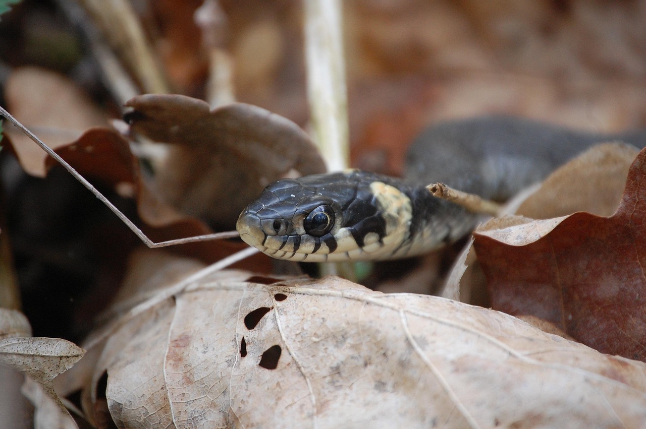Serpente visibile in un giardino, circondato da erba e fiori, simbolo di curiosità e natura.