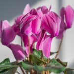 Ciclamino fiorito in un vaso, posizionato vicino a una finestra soleggiata per favorire la fioritura.