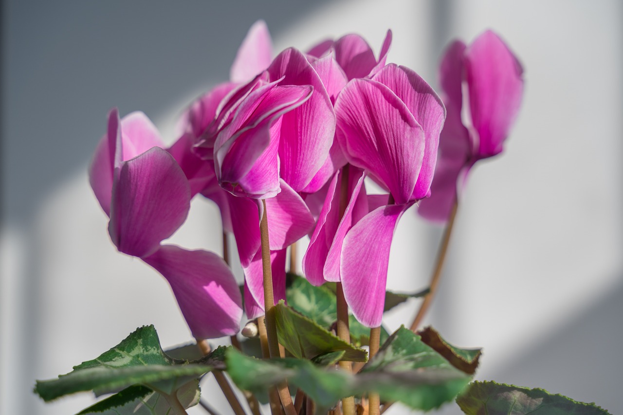 Ciclamino fiorito su un balcone in inverno, con focus su foglie verdi e fiori colorati.