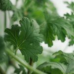 Pianta verde sul balcone, nota per respingere zanzare, moscerini e afidi.