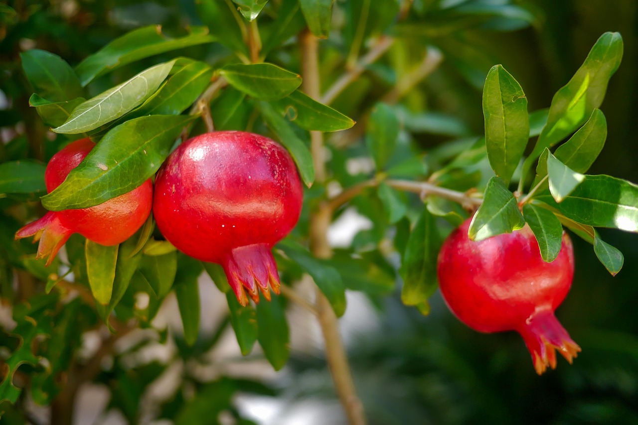 Melograno in fiore, simbolo della potatura per frutti più dolci.