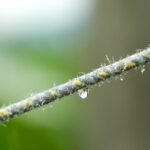 Cocciniglie su una pianta, con due ingredienti naturali per la loro eliminazione.