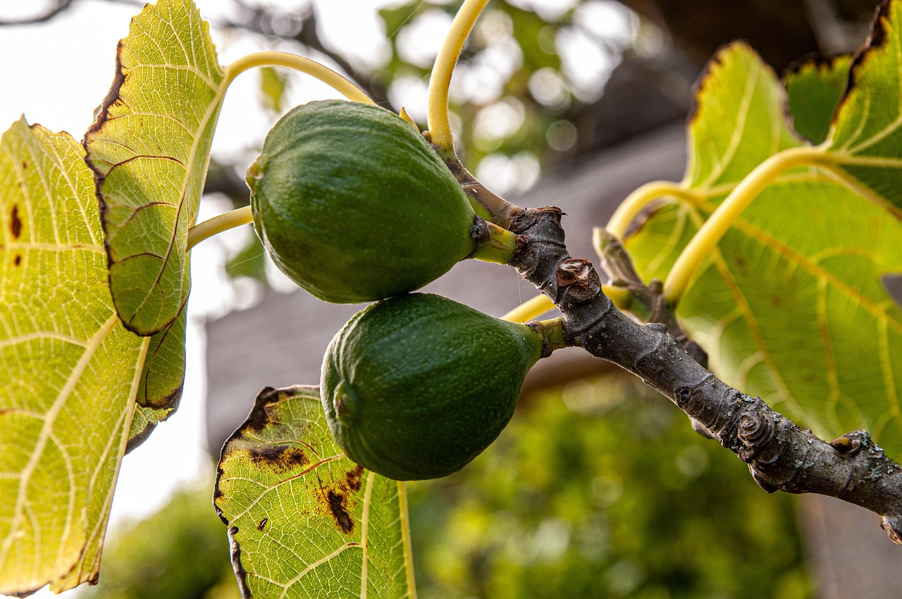 Fico in crescita con frutti, evidenziando il periodo ideale per la potatura.