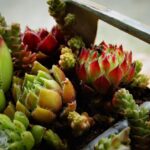 Piante grasse verdi e rigogliose, illustrate tecniche per prevenirne l'ingiallimento in inverno.