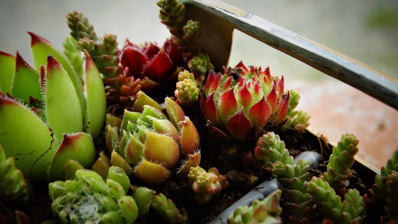 Piante grasse verdi e rigogliose, illustrate tecniche per prevenirne l'ingiallimento in inverno.