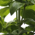 Basilico fresco potato correttamente, con foglie verdi e profumate, pronto per la raccolta.