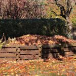 Foglie secche utilizzate come pacciamatura per proteggere le piante durante l'inverno.