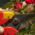 Giardiniere che pota una rosa, evidenziando i tre passaggi chiave per una fioritura abbondante.