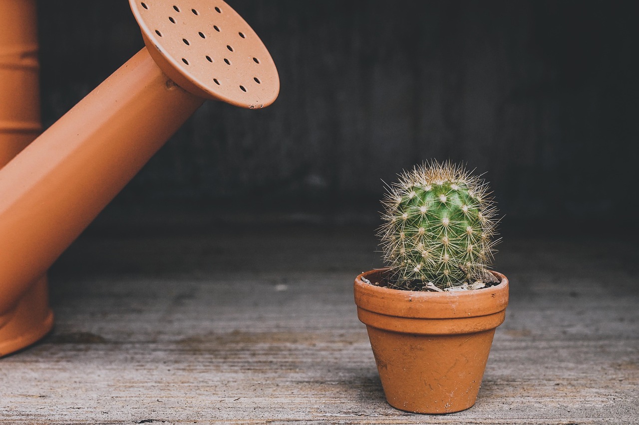 Cactus in vaso spostato in un ambiente protetto per l'inverno, circondato da piante verdi.