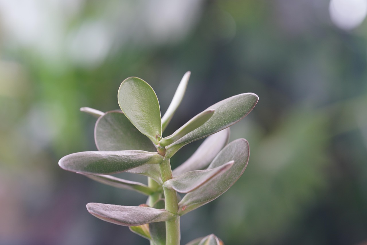 Albero di Giada in una casa, pianta verde su un tavolo, simbolo di fortuna e prosperità.