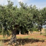 Ulivo rigoglioso ma privo di olive, evidenziando foglie verdi e salute della pianta.