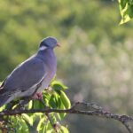 Giardino con colori vivaci e decorazioni per allontanare i piccioni.
