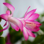Cactus di Natale con fiori colorati, in un ambiente illuminato per stimolare la fioritura.