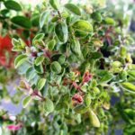 Pianta che allontana i ragnetti rossi, posizionata accanto a piante delicate.