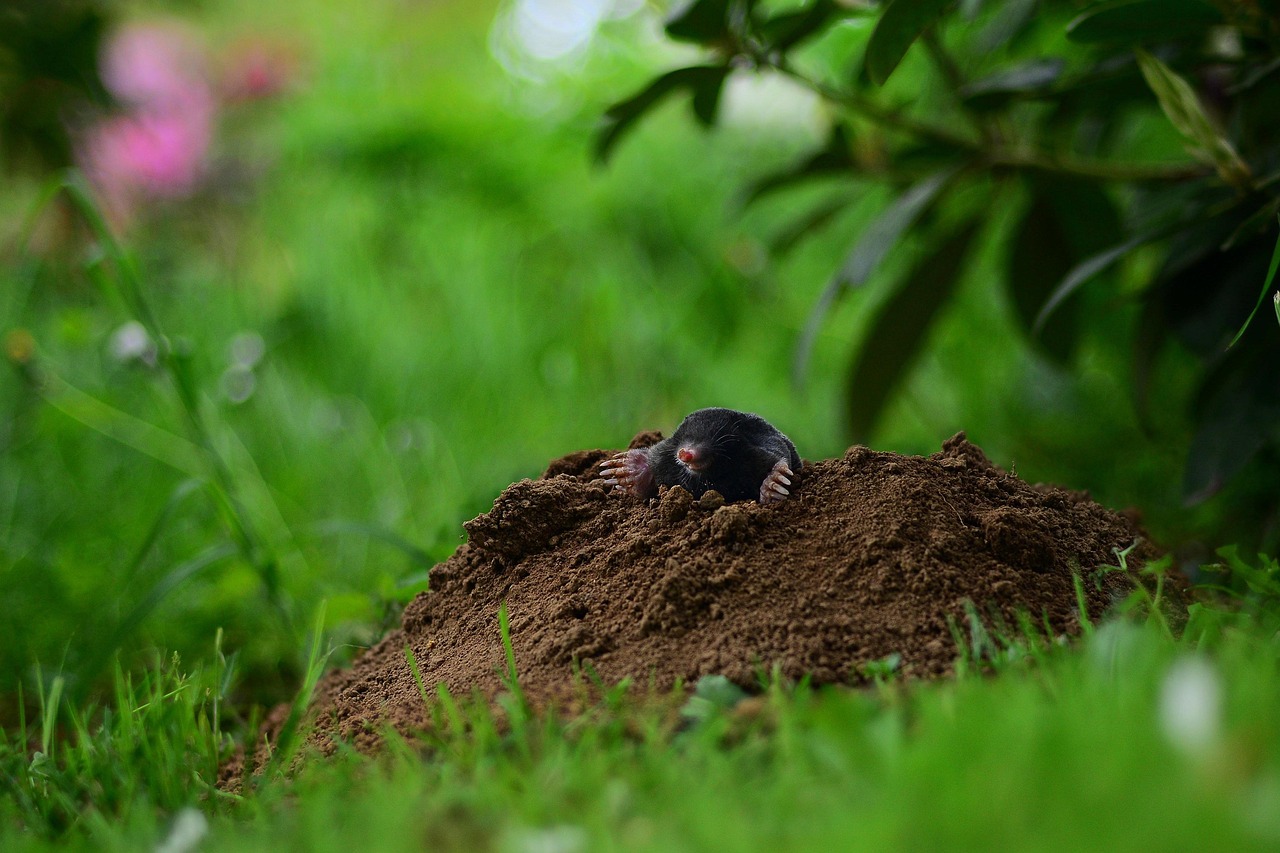 Talpa nel giardino con segni di scavo, evidenziando il problema da affrontare.