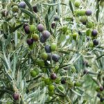 Ulivo rigoglioso con olive mature, simbolo di una raccolta abbondante e di cura adeguata della pianta.