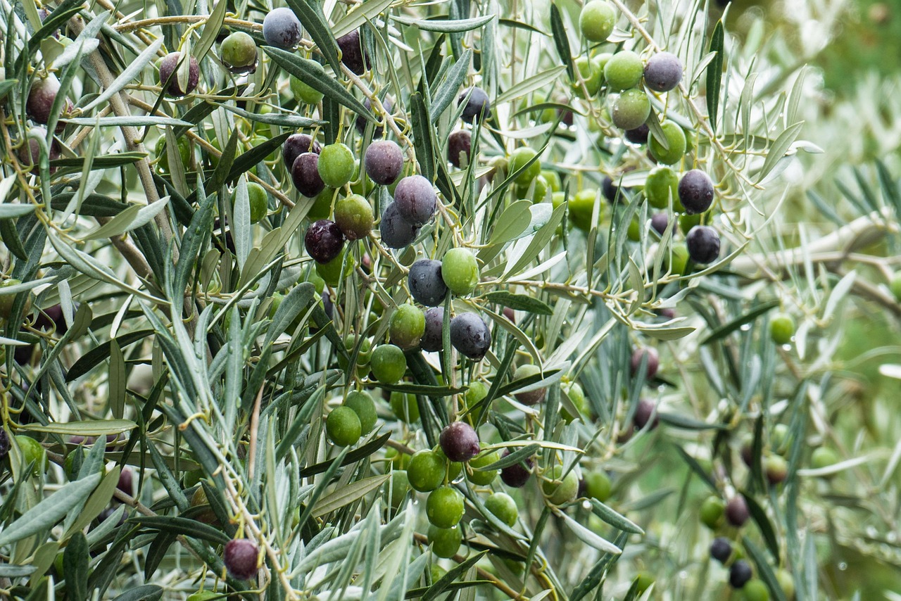 Ulivo rigoglioso con olive mature, simbolo di una raccolta abbondante e di cura adeguata della pianta.