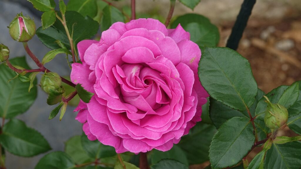 Questa rosa fiorisce 10 mesi l’anno: ecco la varietà amata dagli esperti