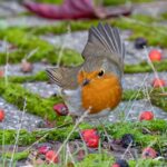 Pettirossi affamati si nutrono nella mangiatoia del giardino, circondati da foglie verdi.