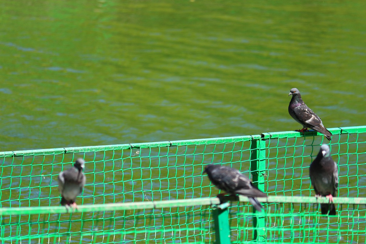 Trappola per piccioni di colore specifico, illustrata con dettagli sul suo funzionamento.