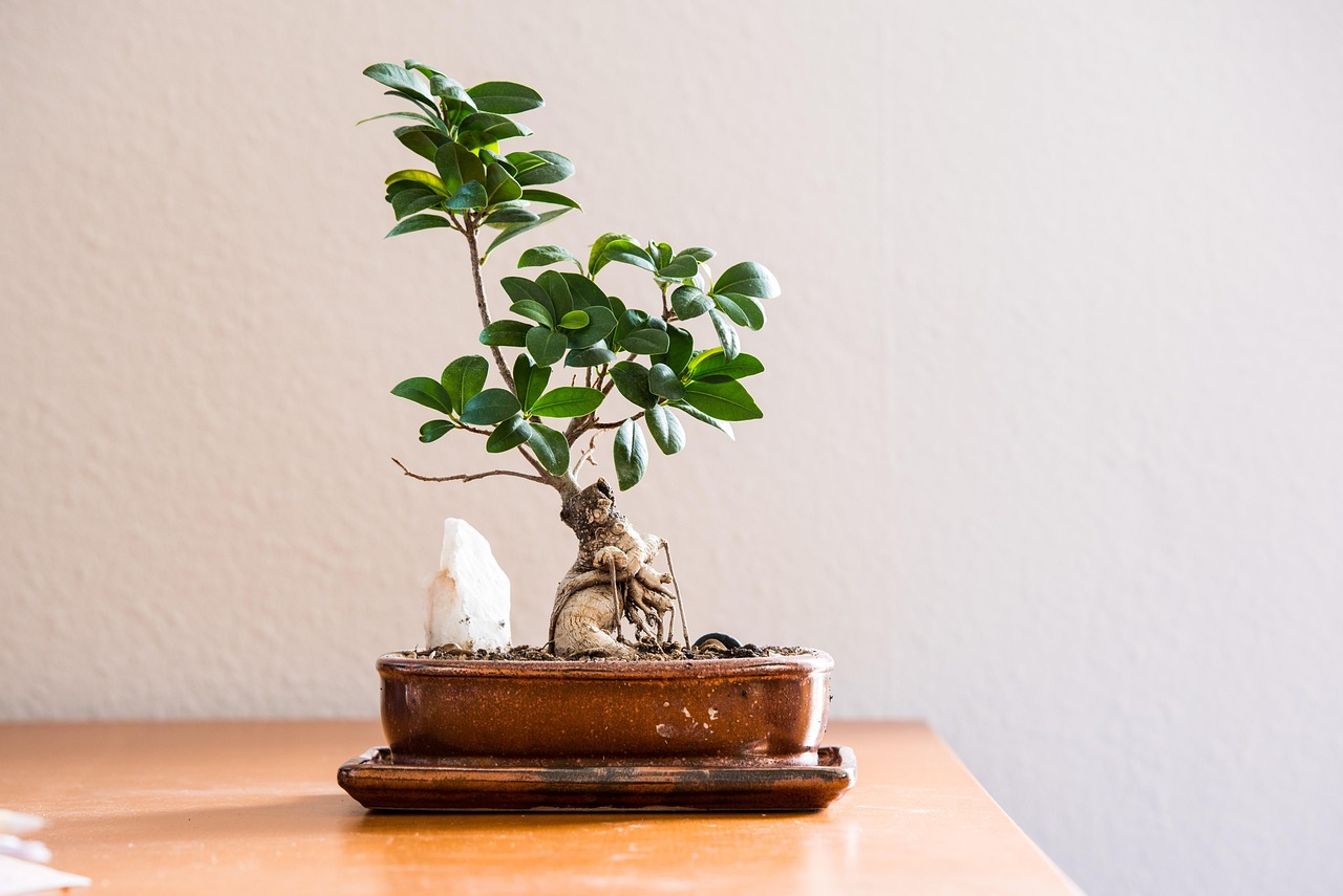 Bonsai ficus potato con cura, evidenziando tecniche di potatura esperte.