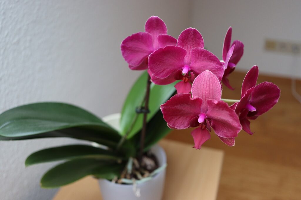 Orchidea che sembra morta? Non buttarla, il metodo della spugna la fa resuscitare in una settimana