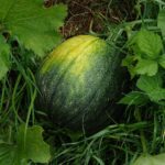 Zucca matura con buccia dura, pronta per essere raccolta e utilizzata in cucina.